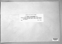 Dolichousnea longissima image